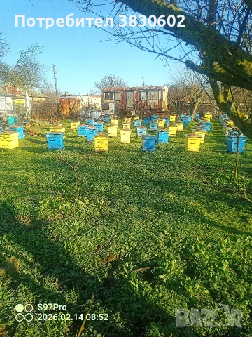пчелни семейства , снимка 2 - За пчели - 53517930
