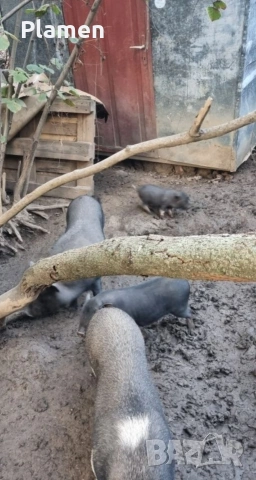 продавам виетнамски прасета, снимка 3 - Прасета - 53541930