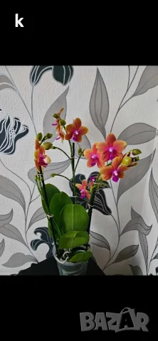 орхидея phalaenopsis buddha, снимка 2 - Стайни растения - 56057133