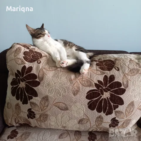 Подарявам мъжко котенце, снимка 5 - Други - 55825234