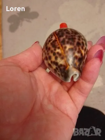 Интересен рапан леопард направен като свирка, снимка 4 - Други - 47967232