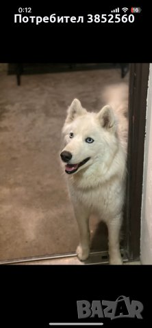 Мъжко хъски за разплод, снимка 2 - Хъски - 42392073