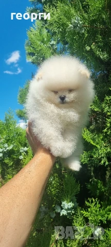 померанче, снимка 14 - Померан - 51188810