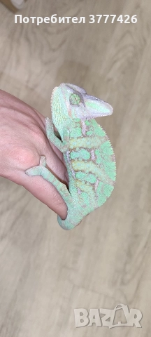 Йеменски Хамелеон / Chamaeleo calyptratus, снимка 4 - Хамелеон - 42266319