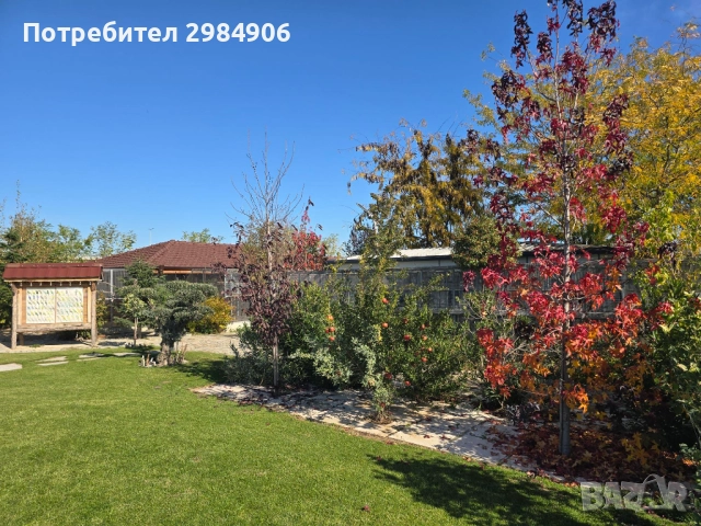 малък александър , ПРОМОЦИЯ, снимка 18 - Папагали - 41350586