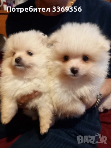 продавам малки мини померани 