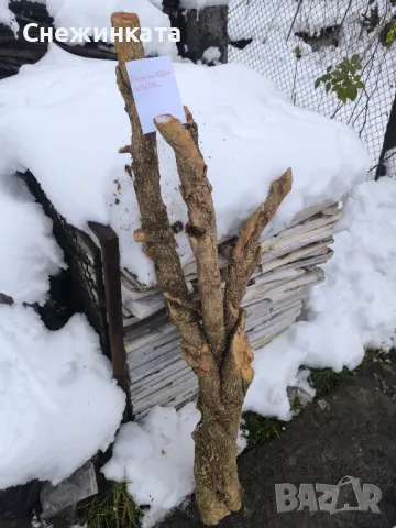 Дървен материал-чемшир (50-140лв), снимка 7 - Декорация за дома - 48544183