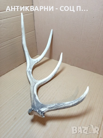 Стар Голям Единичен Еленски Рог Рога Тегло 1.450кг. НОМЕР 721., снимка 10 - Антикварни и старинни предмети - 53528348