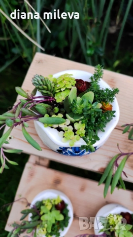 Гърнета аранжирани със сукуленти!, снимка 18 - Декорация за дома - 52496408