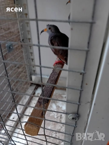 Продавам Перу гълъби , снимка 2 - Папагали - 52592031