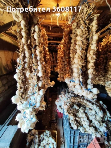 чесън пролетняк , снимка 2 - Други - 51117308