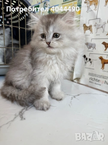 Британска дългокосместа сребърна чинчила, снимка 6 - Чинчили - 50918521