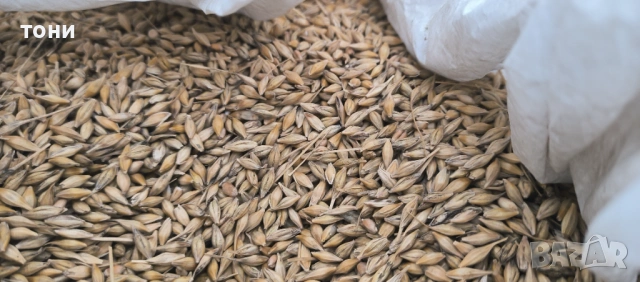 Ечемик пшеница, снимка 4 - За селскостопански - 53160184