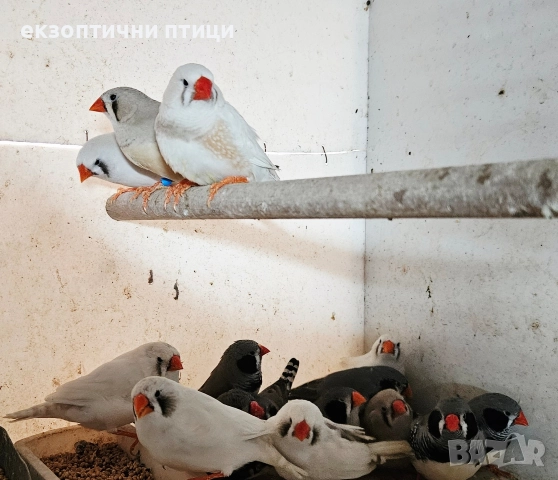 Джъмбо Амадини - Бартер