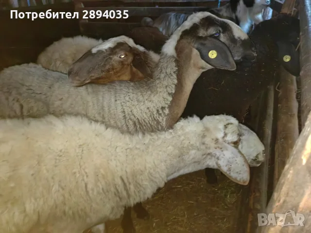 свободни овце за дамазлък, снимка 2 - Овце - 56110223