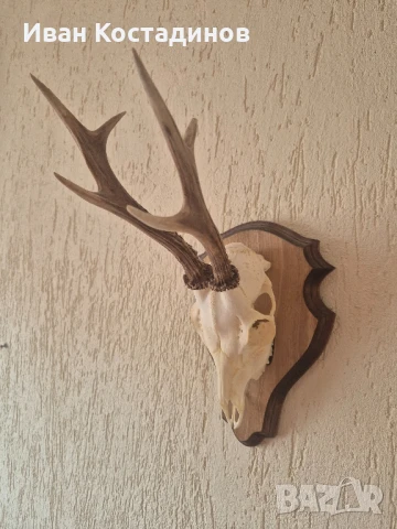 Ловен трофей от Сръндак, снимка 2 - Декорация за дома - 51001501