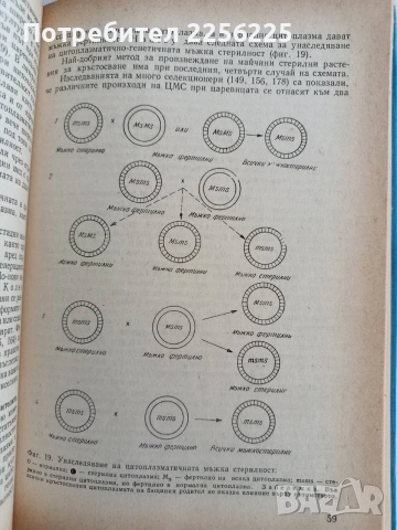 Отглеждане на хибридните царевици, снимка 6 - Части - 53043848