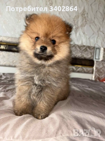 Померан мини померан, снимка 2 - Померан - 53540483