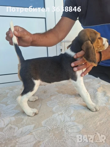 Бигъл, снимка 4 - Бигъл - 51015013