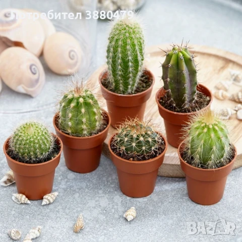 кактуси, снимка 1
