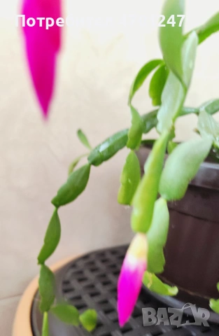 Коледниче-стайно растение, снимка 4 - Стайни растения - 53119893