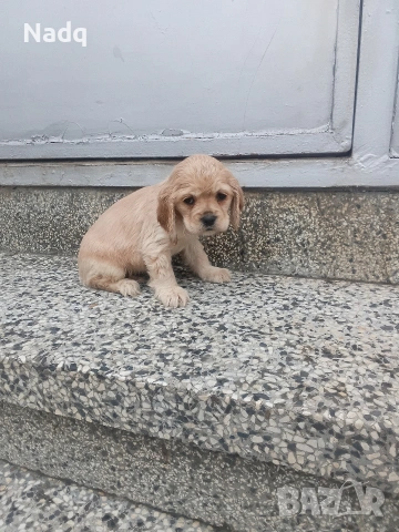 Кокер шпаньол Страхотни , снимка 2 - Кокер шпаньол - 53061601