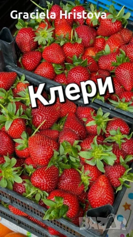 Продавам разсад ягоди , снимка 10 - Разсади - 53645148