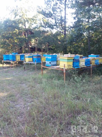 Продавам пчелни семейства с платформи, отводки и рамки с пило и пчели., снимка 3 - За пчели - 41983459