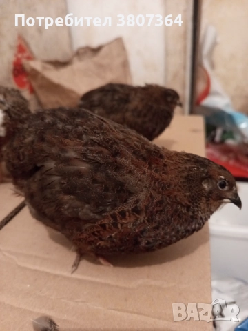 Продавам мъжки пъдпъдъци 3 лева за брой , снимка 15 - Кокошки и пуйки - 51025907