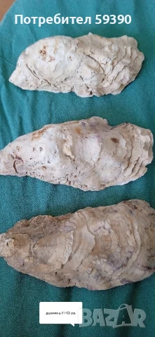 Три броя черупки от стрида 