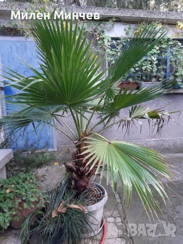 Продавам палма "Вашингтония", "Вашингтон", снимка 7 - Стайни растения - 38726415
