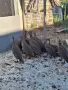 Токачки / на 3месеца/, снимка 1