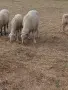 Продавам млад коч , снимка 3