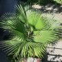Продавам палма "Вашингтония", "Вашингтон", снимка 1 - Стайни растения - 38726415