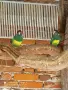 Чифт бернардови розели , снимка 2