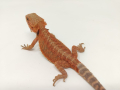 Червена Брадата Агама / Red Pogona vitticeps, снимка 3