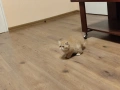 Женска екзотична персийска котка на 6 месеца., снимка 4