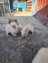 Бебета мини немски шпиц търсят своя нов приятел , снимка 3