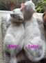 котенца бели,4 мес, снимка 3