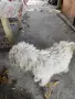 Лагото романьоло, снимка 6