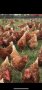 кокошки носачки ломан браун, снимка 1 - Кокошки и пуйки - 44334553