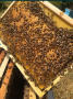 Пчелни семейства, снимка 3