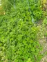 Продавам разсад ягода стар селски сорт., снимка 2