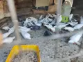 Продавам Гълъби Арабски Смеячи, снимка 1