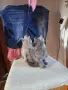  Свободни малки сладури търсят нов дом, снимка 4