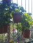 Цветарник,ковано желязо на няколко нива,грундиран и боядисан , снимка 15