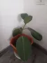 Фикус,бенджамин ,кактуси,юка,замиокулкас  и др.едри цветя, снимка 10
