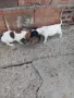 джак ръсел..... , снимка 4
