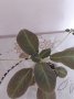 Еписции различни, снимка 1 - Стайни растения - 41904571