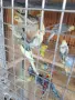 Вълнисти папагали и Корели, снимка 7